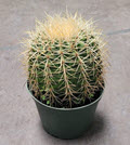 6" Cactus Golden Barrel 
